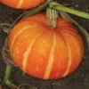 Maxima Orange Cutie Hybrid Pumpkin