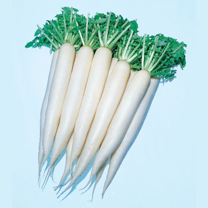 April Cross Hybrid Daikon Radish 1 April Cross Hybrid Daikon Radish