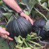 Dark Knight Hybrid Pumpkin