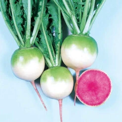 Red Meat Radish