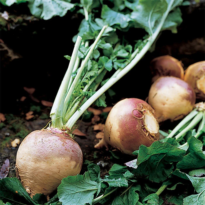 American Purple Top Rutabaga 1 American Purple Top Rutabaga