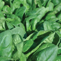 Renegade Spinach