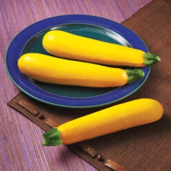 Golden Glory Hybrid Summer Squash