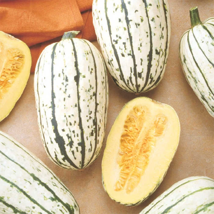 Bush Delicata Winter Squash 1 Bush Delicata Winter Squash