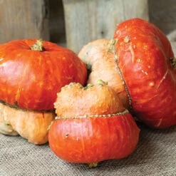 Maxima Turks Turban Squash