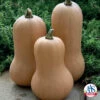 Waltham Butternut Winter Squash