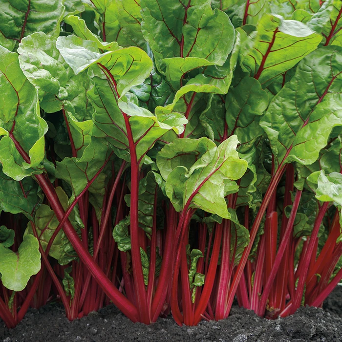 Fire Fresh Hybrid Swiss Chard 1 Fire Fresh Hybrid Swiss Chard