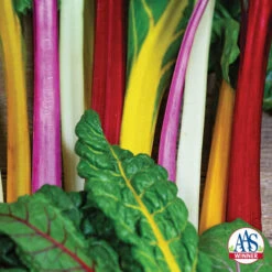 Bright Lights Swiss Chard