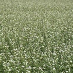 Buckwheat
