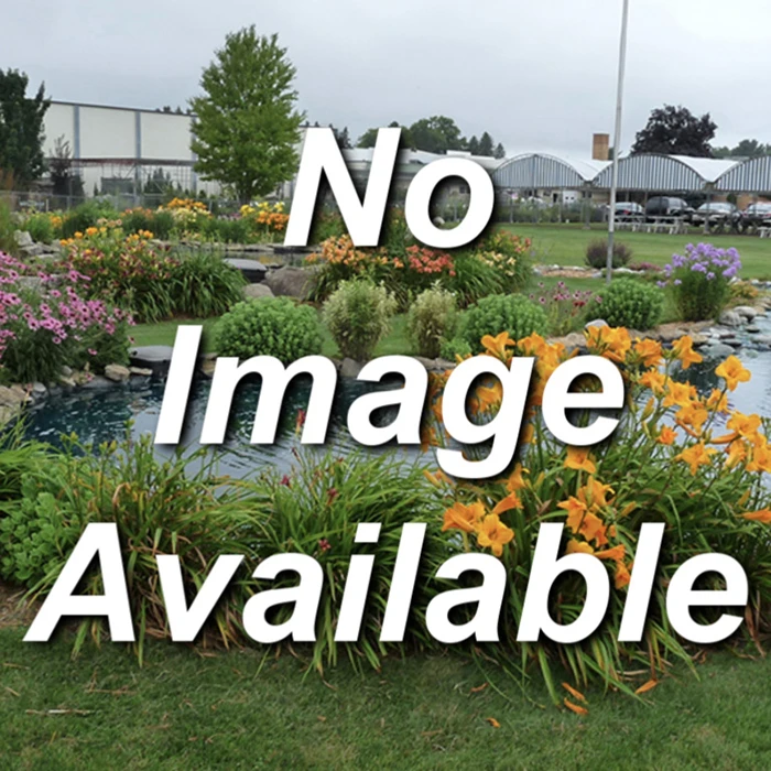 Chinese Cabbage Sprouting Seed 1 Chinese Cabbage Sprouting Seed