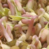 Mung Bean Sprouting Seed