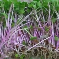 Radish Sprouting Seed