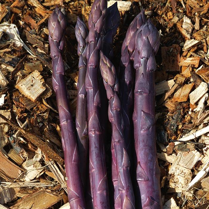 Purple Sweet Asparagus 1 Purple Sweet Asparagus