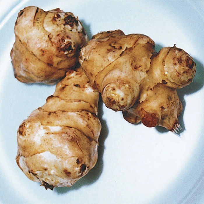 Jerusalem Artichoke Tubers 1 Jerusalem Artichoke Tubers