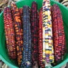 Organic Painted Mountain Ornamental Corn
