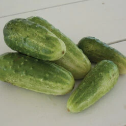 Homemade Pickles Cucumber