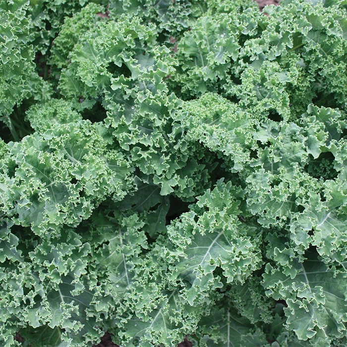 Darkibor Hybrid Organic Kale 1 Darkibor Hybrid Organic Kale