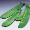 Oregon Giant Organic Snow Pea