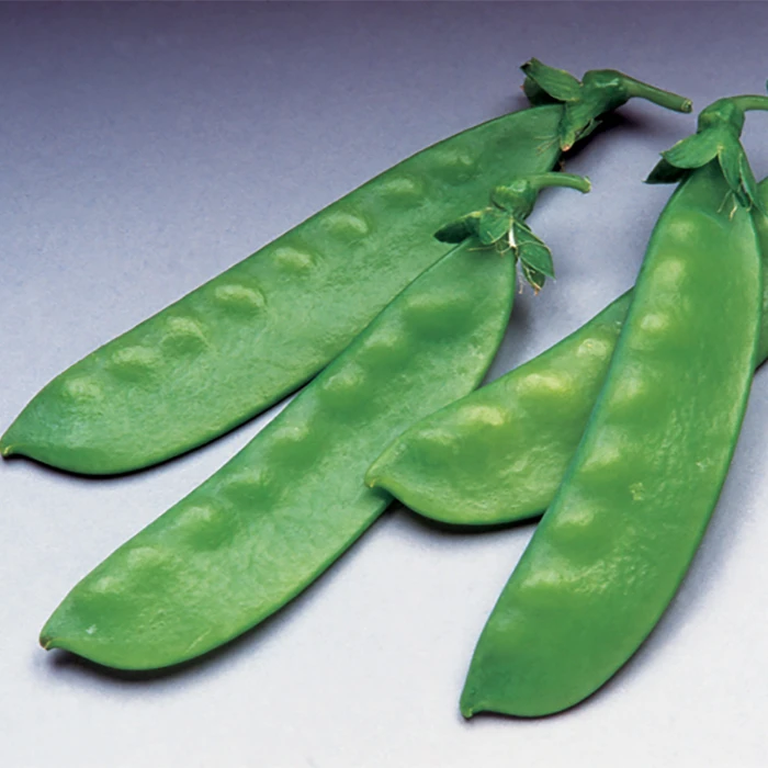 Oregon Giant Organic Snow Pea 1 Oregon Giant Organic Snow Pea