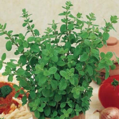 Organic Greek Oregano