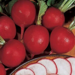 Organic German Giant Radish