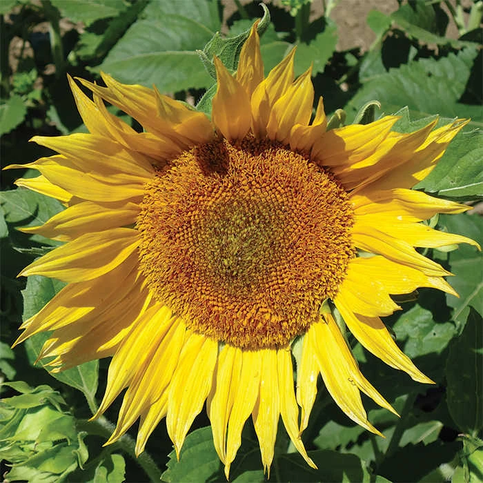 Super Snack Sunflowers 1 Super Snack Sunflowers