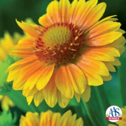 Arizona Apricot Gaillardia