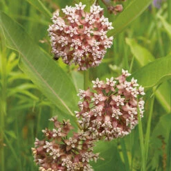 Common Milkweed