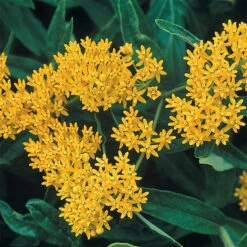 Hello Yellow Butterfly Plant