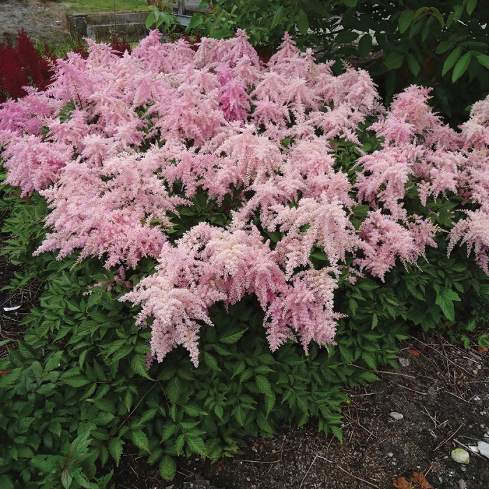 Fireworks Pink Astilbe 1 Fireworks Pink Astilbe
