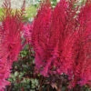 Mighty Chocolate Cherry Astilbe