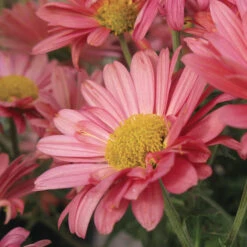 Mammoth™ Coral Daisy Chrysanthemum