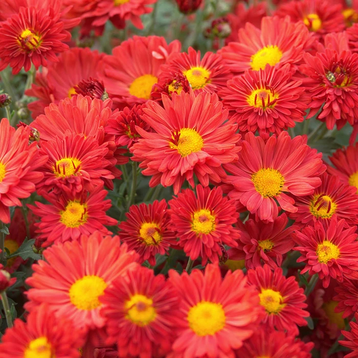 Mammoth™ Dark Bronze Chrysanthemum 1 Mammoth™ Dark Bronze Chrysanthemum