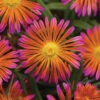 Ocean Sunset™ Orange Glow Ice Plant