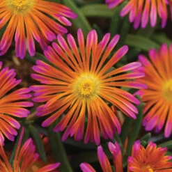 Ocean Sunset™ Orange Glow Ice Plant