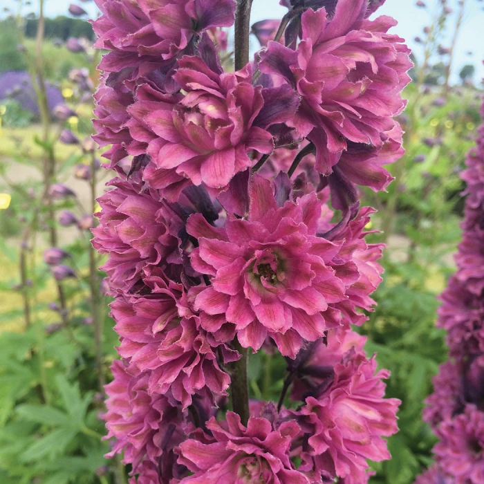 Highlander® Flamenco Delphinium 1 Highlander® Flamenco Delphinium