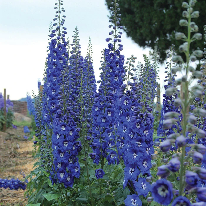 Cobalt Dreams Delphinium 1 Cobalt Dreams Delphinium