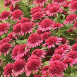 Double Coded™ Raspberry Beret Echinacea