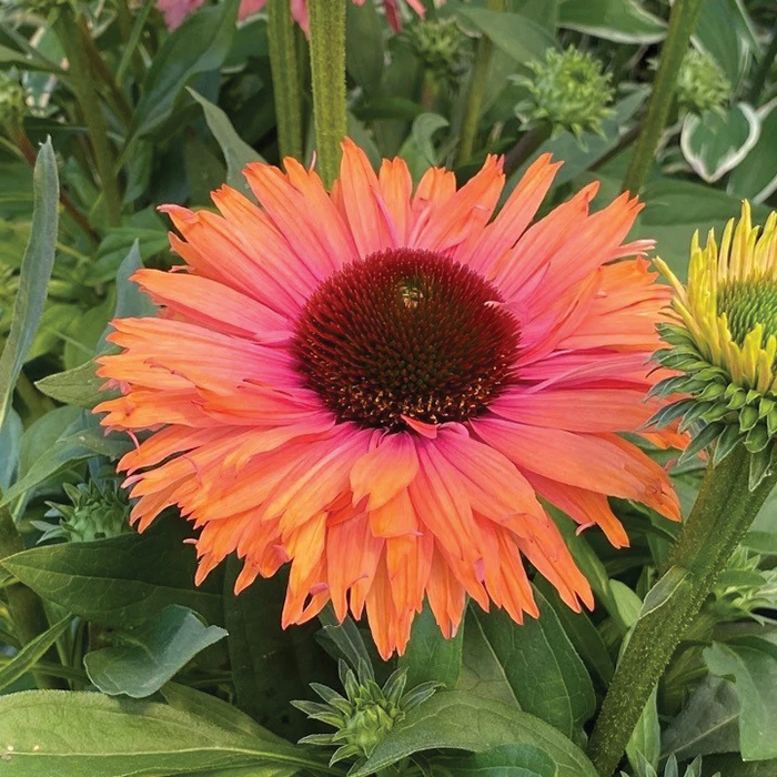 Echinacea Offer #2 1 Echinacea Offer #2