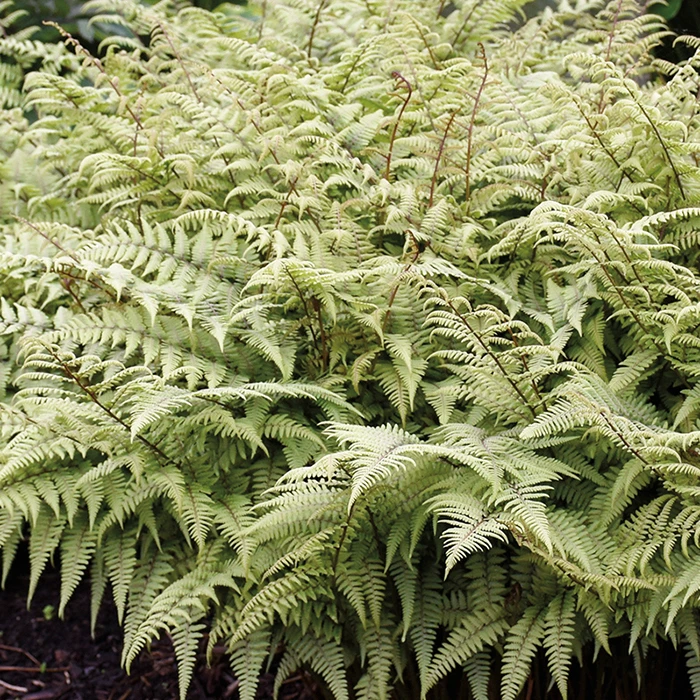 Ghost Fern 1 Ghost Fern