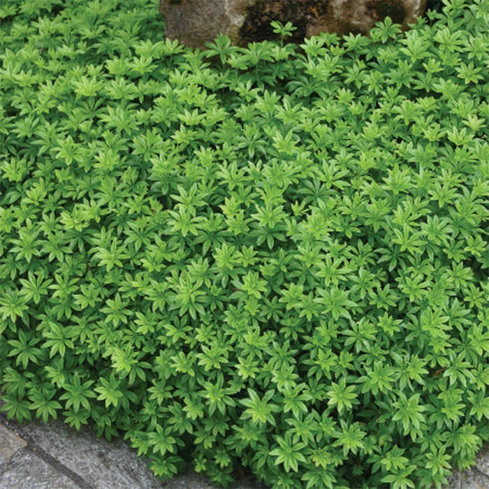 Sweet Woodruff 1 Sweet Woodruff