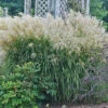 Huron Sunrise Miscanthus