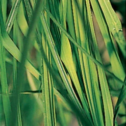 Lemongrass Herb