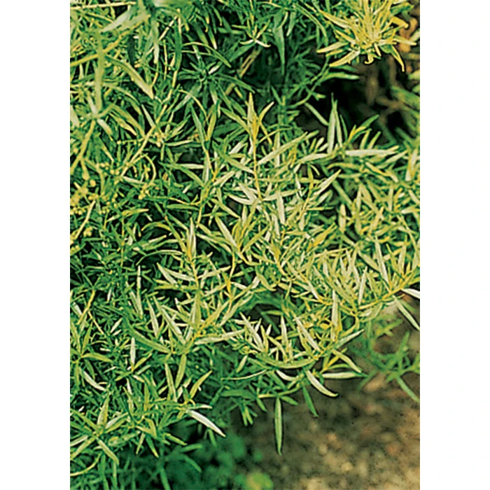 French Tarragon Herb 1 French Tarragon Herb