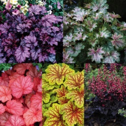 Heuchera Collection