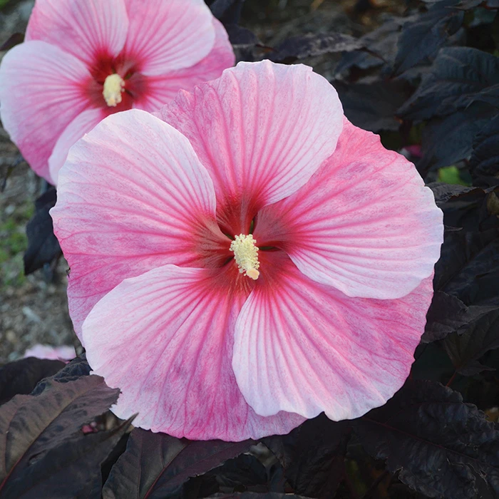Starry Starry Night Hibiscus 1 Starry Starry Night Hibiscus
