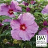Summerific&reg; Lilac Crush Hibiscus