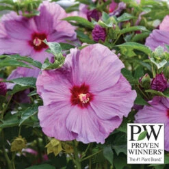 Summerific® Lilac Crush Hibiscus