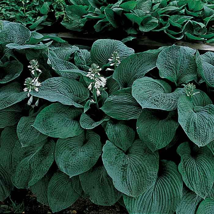 Blue Giant Hosta 1 Blue Giant Hosta