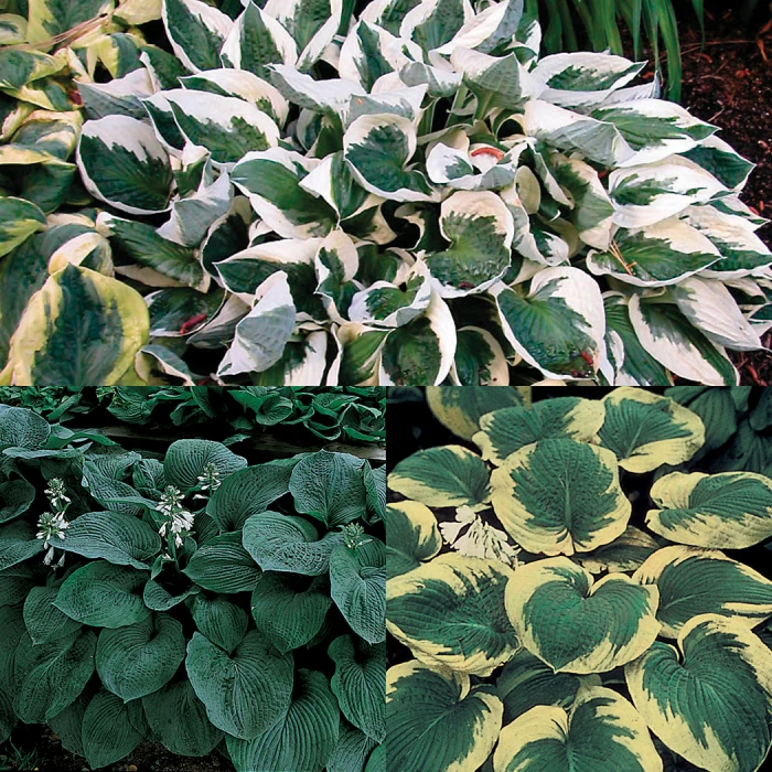 Amazing Deal Hosta Offer 1 Amazing Deal Hosta Offer